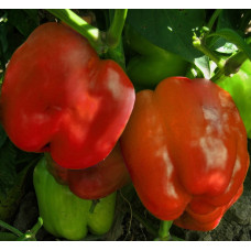 Насіння Перець солодкий Гранова, 0,4 г, Тирас Moravo Seed