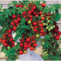 Насіння Томат Баяя, 0,1 г, Тирас Moravo Seed