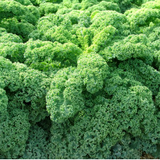 Насіння Капуста кучерява Кадет, 0,2 г, Тирас Moravo Seed