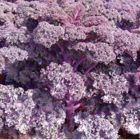 Насіння Капуста кучерява Скарлет, 0,2 г, Тирас Moravo Seed