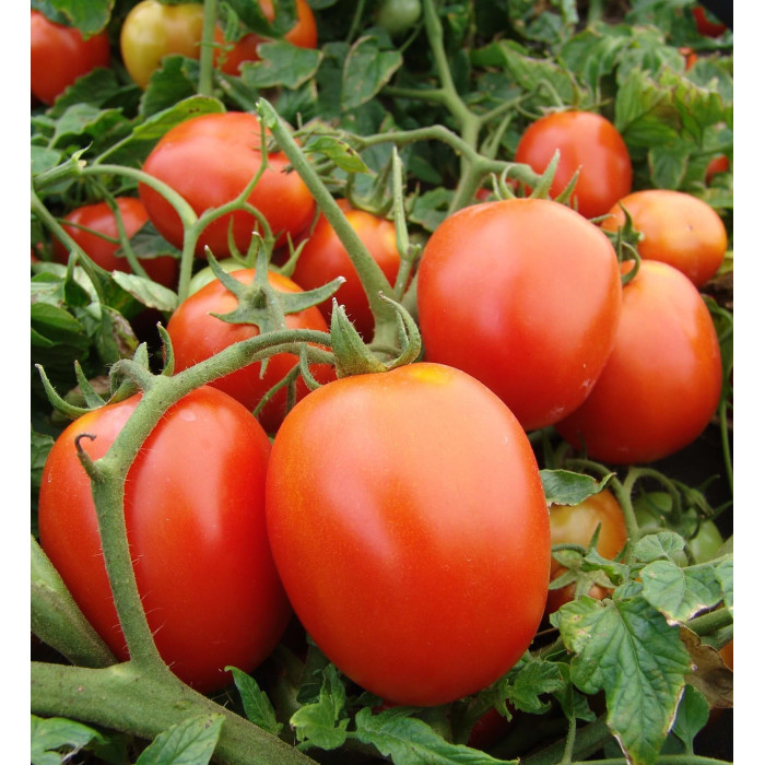 Насіння Томат низькорослий кущовий Галера, 0,2 г, Тирас Moravo Seed