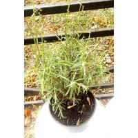 Лаванда гібридна Lavandula int. Phenomenal, C3