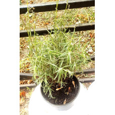 Лаванда гібридна Lavandula int. Phenomenal, C3
