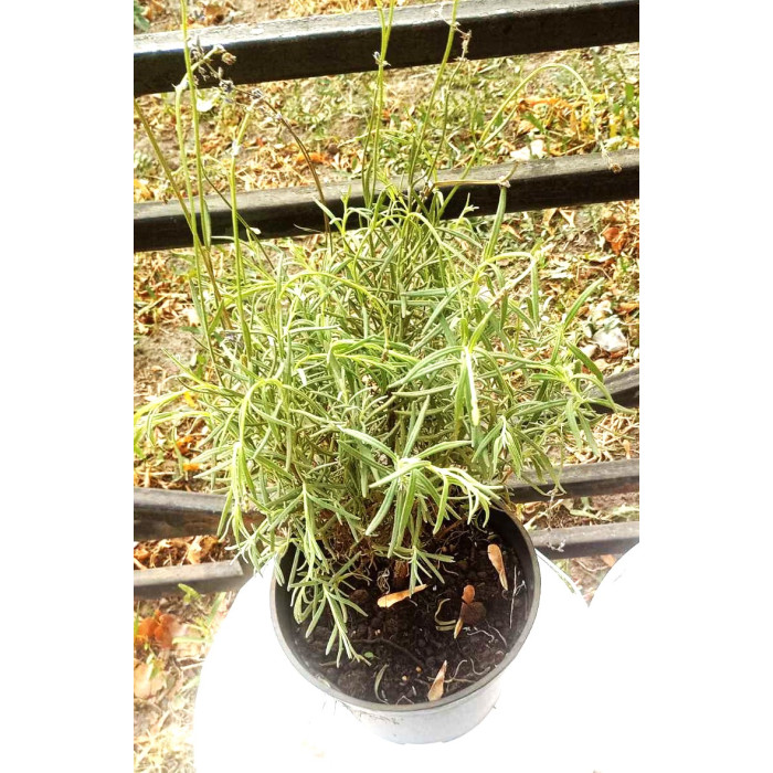 Лаванда гібридна Lavandula int. Phenomenal, C3
