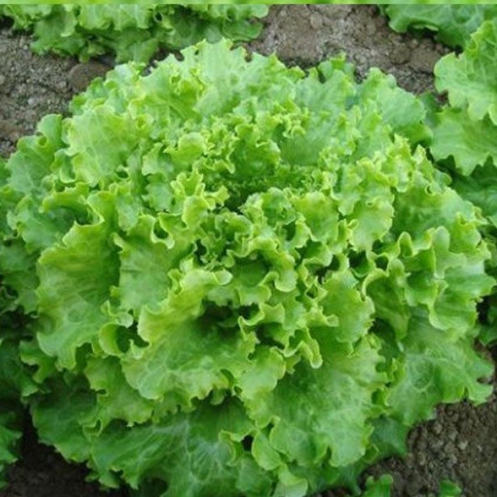 Насіння Салат Геркулес 0,8 г Тирас Moravo Seed