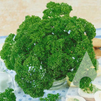 Насіння Петрушка кучерява Фриз 1,5 г Садиба