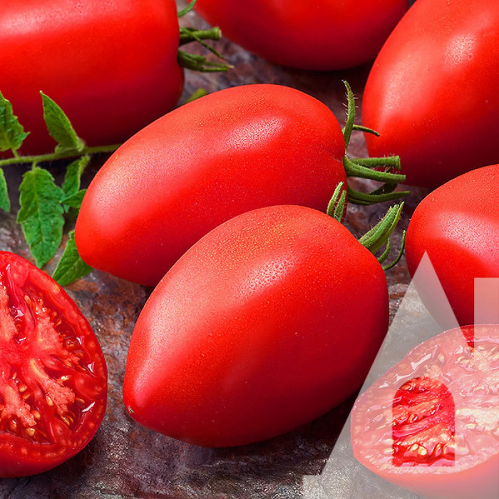 Насіння Томат низькорослий Даліда 0,1 г Садиба