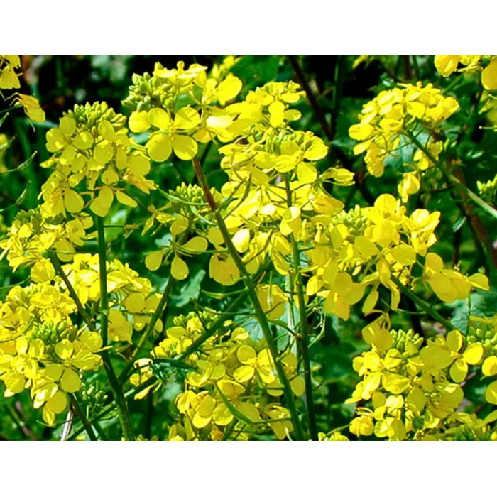 Насіння Горчиця Біла ЛЮКС 1 кг