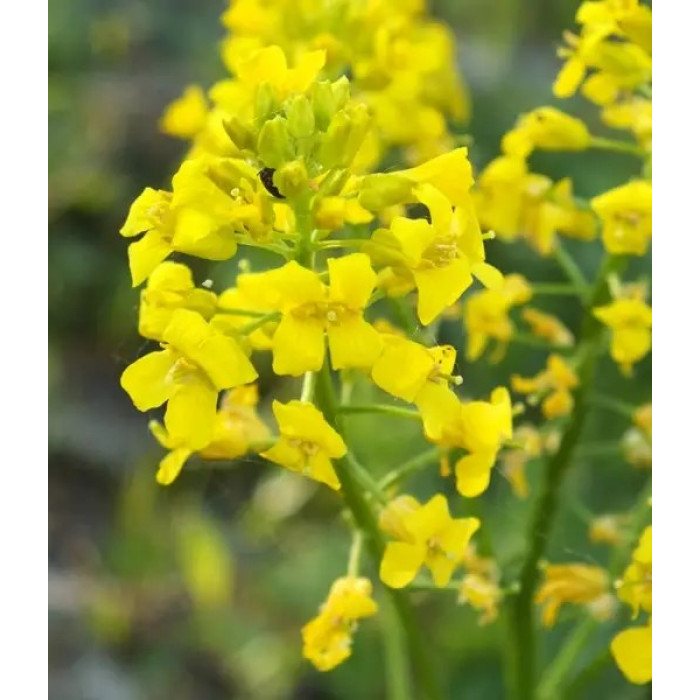 Насіння Сидерат Горчиця Горлиця, Суріпиця озима, 1 кг