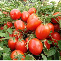 Насіння Томат низькорослий кущовий Теріон, 0,2 г, Тирас Moravo Seed