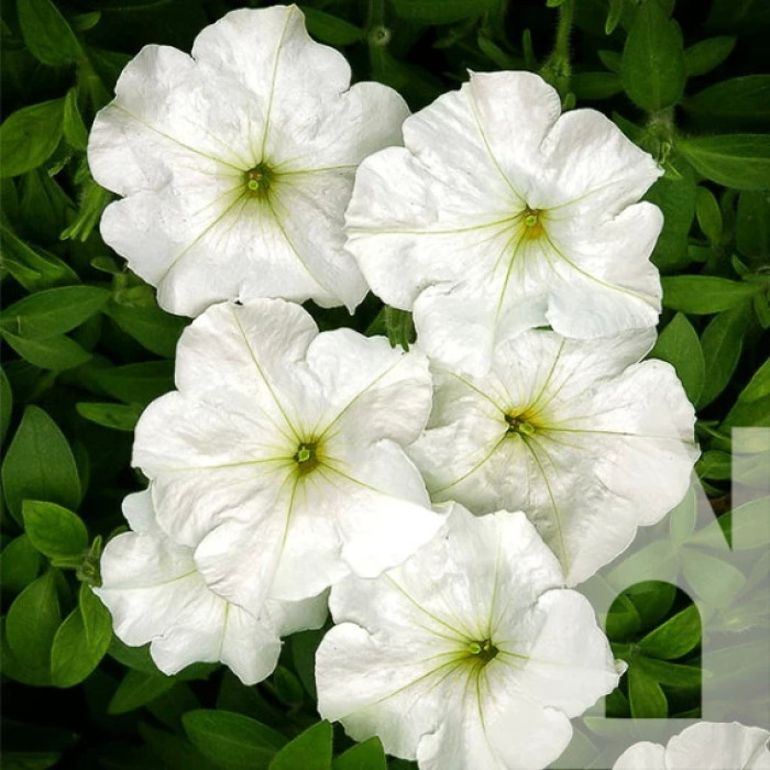 Насіння Петунія Анжеліка F1 10 гранул Садиба