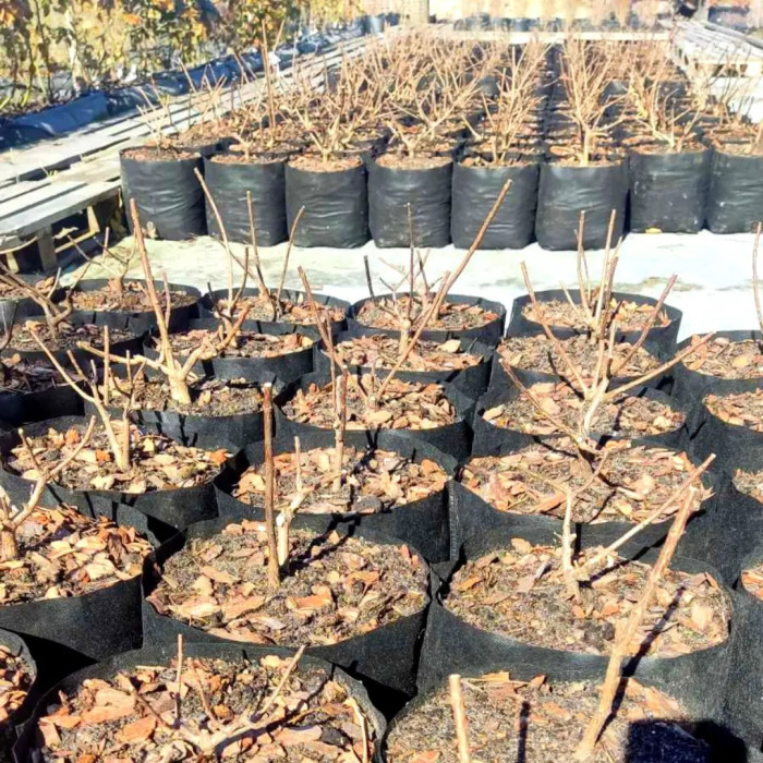 Тканинний горщик Grow Bag Агротекстильний горщик щільність 90 г/м.кв. 60 л СПАНБЕГ