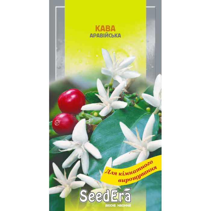Насіння Кава Аравійська кімнатна 10 шт Seedera