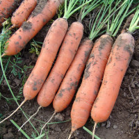 Насіння Морква Маріон F1 1 г Тирас Moravo Seed