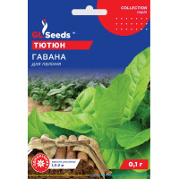 Насіння Тютюн курильний Гавана 0,1 г GL Seeds