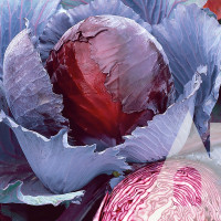 Насіння Капуста червоноголова Лангедейкер Дауер 5 г Садиба Традиція