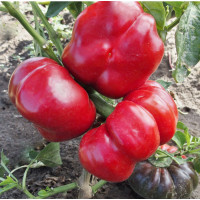 Насіння Перець солодкий Раєн, 0,4 г, Тирас Moravo Seed