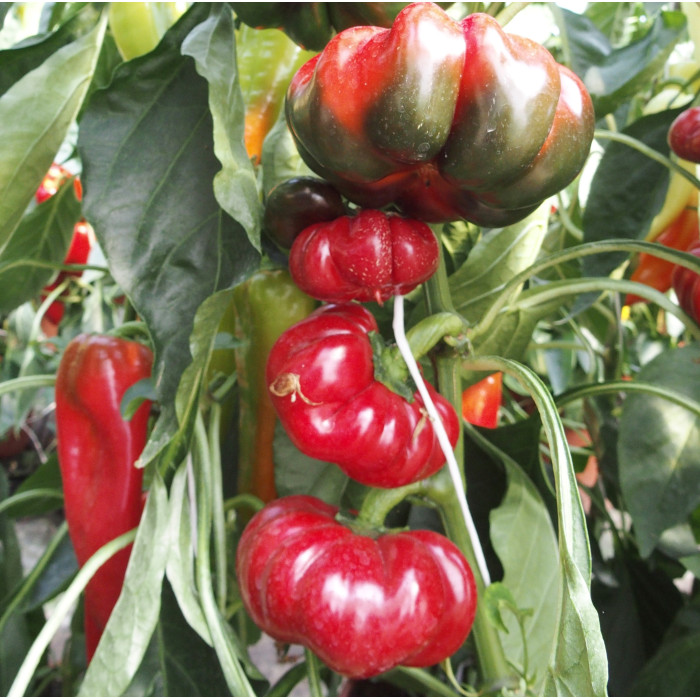 Насіння Перець солодкий Раєн, 0,4 г, Тирас Moravo Seed