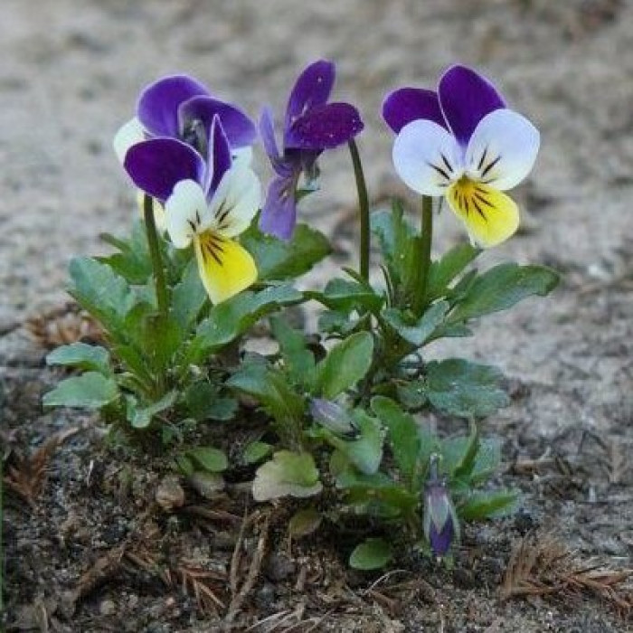 Насіння Фіалка багаторічна, суміш 0,1 г, Тирас Moravo Seed