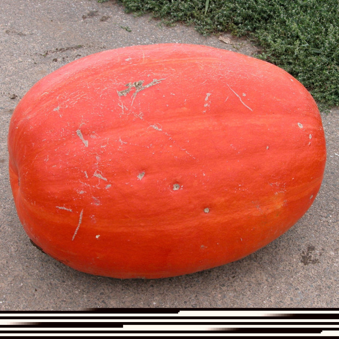 Насіння Гарбуз великоплідний Голіаш 5 г Тирас Moravo Seed