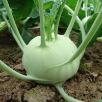 Насіння Капуста кольрабі Креф F1, 20 шт, Тирас Moravo Seed