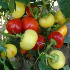 Насіння Перець солодкий Онтара, 0,3 г, Тирас Moravo Seed