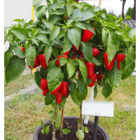 Насіння Перець солодкий Рела, 0,2 г, Тирас Moravo Seed