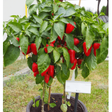 Насіння Перець солодкий Рела, 0,2 г, Тирас Moravo Seed