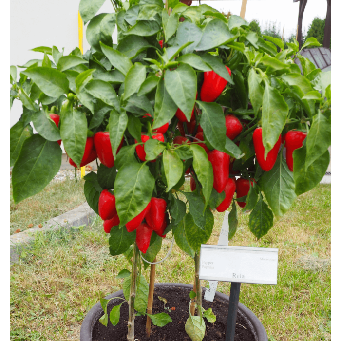 Насіння Перець солодкий Рела, 0,2 г, Тирас Moravo Seed
