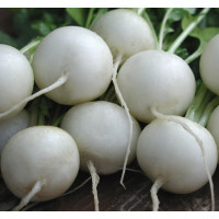 Насіння Редиска Вітні, 3 г, Тирас Moravo Seed