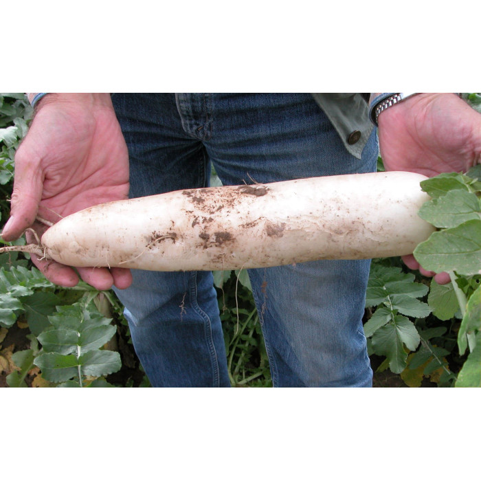 Насіння Редька Астор тип Дайкон 20 г Тирас Moravo Seed