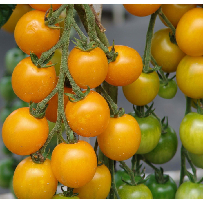 Насіння Томат Голдкроне 0,1 г Тирас Moravo Seed