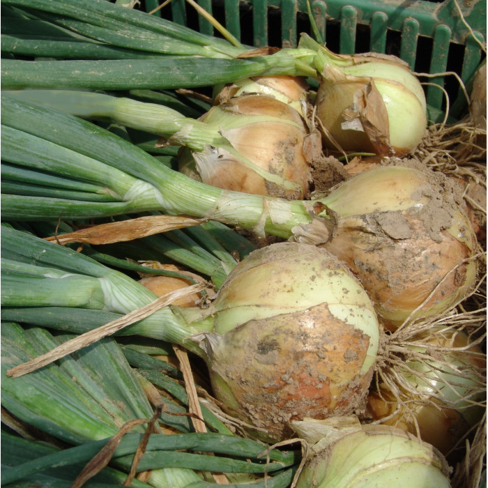 Насіння Цибуля ріпчаста Августа, 2 г, Тирас Moravo Seed