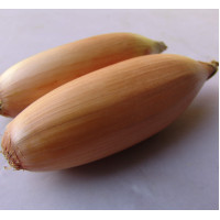 Насіння Цибуля ріпчаста Тоска, 2 г, Тирас Moravo Seed