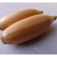 Насіння Цибуля ріпчаста Тоска, 2 г, Тирас Moravo Seed