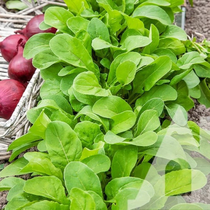 Насіння Рукола Рокет салат 10 г Садиба