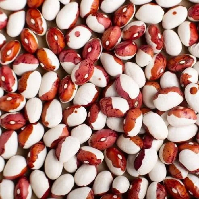 Насіння Квасоля овочева зернова Червона Шапочка кущова 10 г GB AGRO