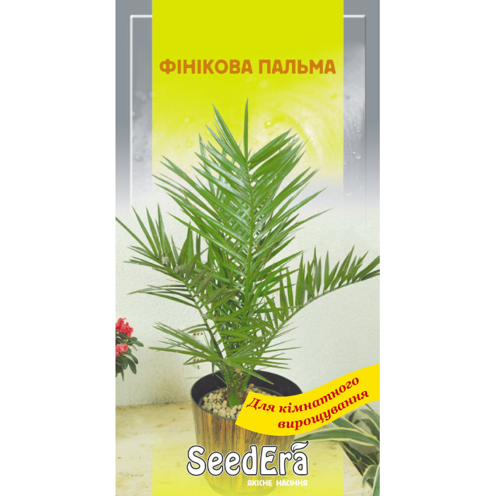 Насіння Фінікова Пальма кімнатна 2 шт Seedera