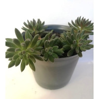 Сукулент Синокрассула юннаньська Sinocrassula yunnanensis D5 см