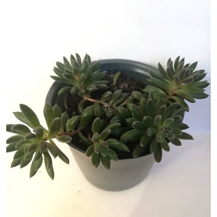 Сукулент Синокрассула юннаньська Sinocrassula yunnanensis D5 см