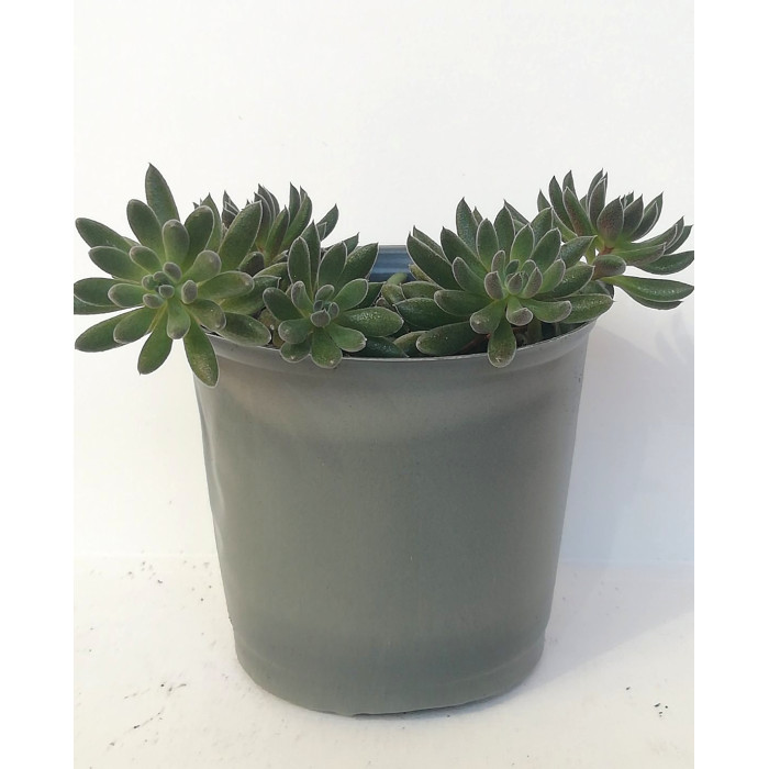Сукулент Синокрассула юннаньська Sinocrassula yunnanensis D5 см